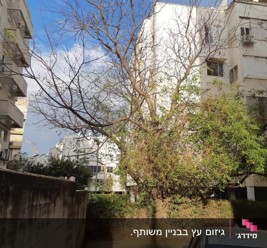 עץ עם ענפים יבשים בחצר עירונית